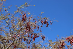 Lysiphyllum cunninghamii