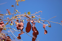 Lysiphyllum cunninghamii