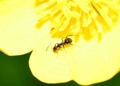 Prolasius