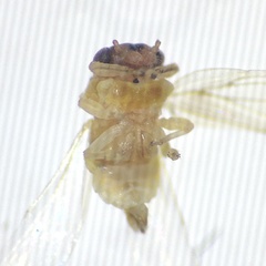 Agelaeopsylla