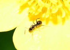 Prolasius