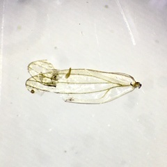 Cryptoneossa triangula