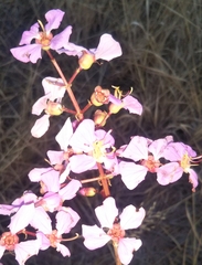 Dichaetanthera