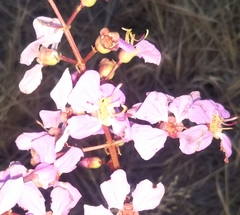 Dichaetanthera