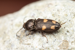 Paracardiophorus