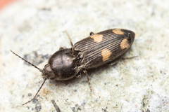 Paracardiophorus
