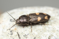 Paracardiophorus