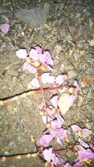 Dichaetanthera