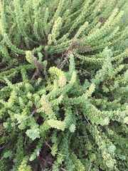 Ophryosporus triangularis