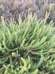 Ophryosporus triangularis