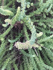 Ophryosporus triangularis