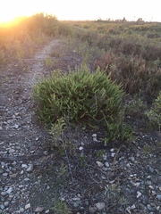 Ophryosporus triangularis