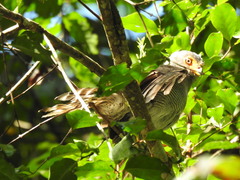 Micrastur ruficollis