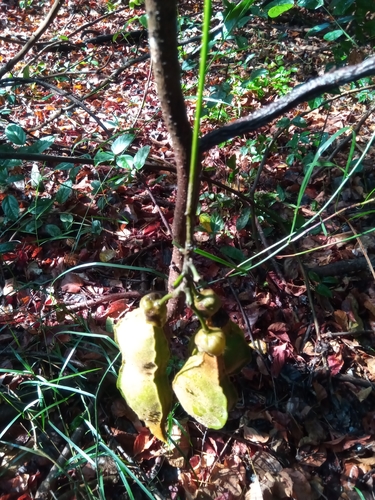 Mucuna image