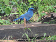 Aphelocoma unicolor