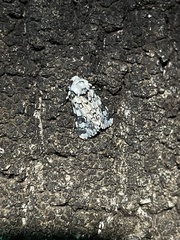 Heliothis melanoleuca