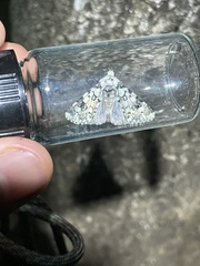 Heliothis melanoleuca