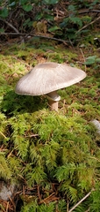 Agaricus buckmacadooi