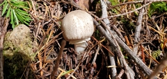 Agaricus buckmacadooi