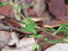 Xanthosia tridentata