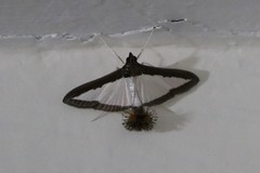 Diaphania