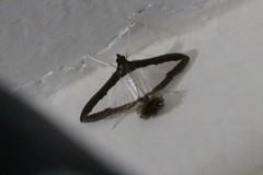 Diaphania