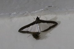 Diaphania