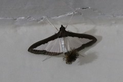 Diaphania