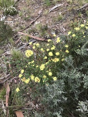 Phebalium squamulosum