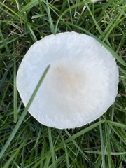 Leucoagaricus