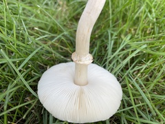 Leucoagaricus