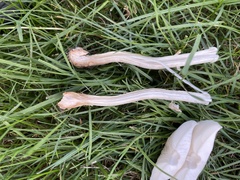 Leucoagaricus