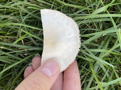 Leucoagaricus