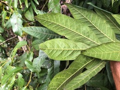 Dysoxylum mollissimum