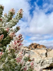 Paranomus tomentosus