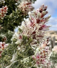 Paranomus tomentosus