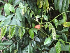 Dysoxylum mollissimum