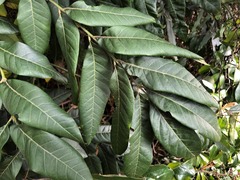 Dysoxylum mollissimum