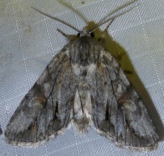 Andropolia diversilineata