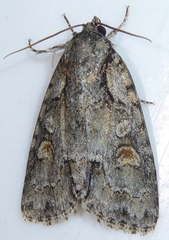 Acronicta albarufa