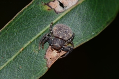 Cymbacha ocellata