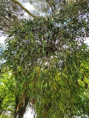 Amyema pendula