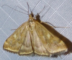 Loxostege munroealis