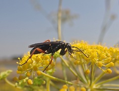 Episyron conterminus