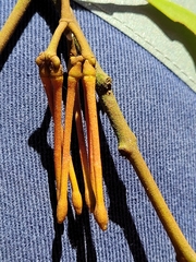 Amyema pendula