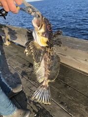 Hemilepidotus jordani