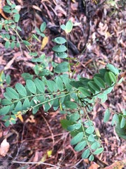 Indigofera baileyi