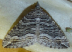 Perizoma custodiata
