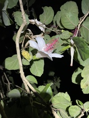 Hibiscus waimeae
