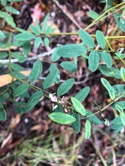 Indigofera baileyi